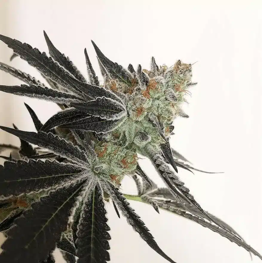 In-House Genetics Candy Cane 3pk