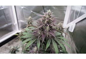 In-House Genetics Blunicorn X PKB 3pk