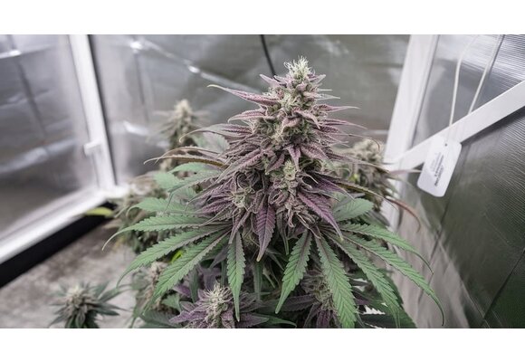 In-House Genetics Blunicorn X PKB 3pk