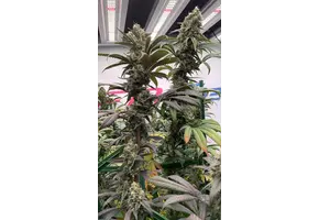 In-House Genetics Category 5 3pk