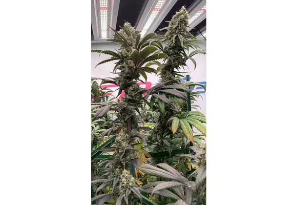 In-House Genetics Category 5 3pk