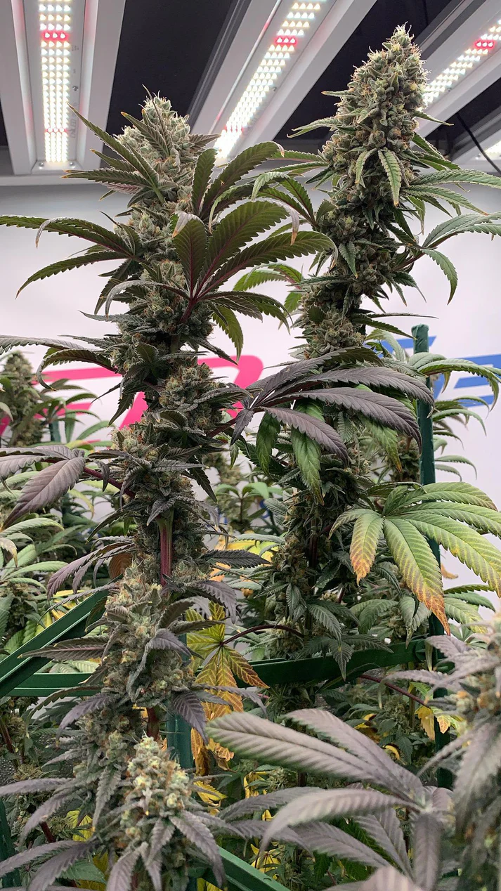 In-House Genetics Category 5 3pk