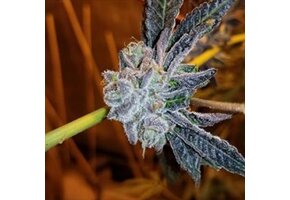 In-House Genetics Platinum Purple Candy 3pk