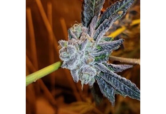 In-House Genetics Platinum Purple Candy 3pk
