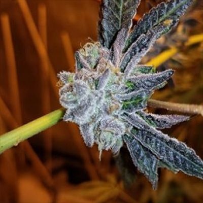In-House Genetics Platinum Purple Candy 3pk