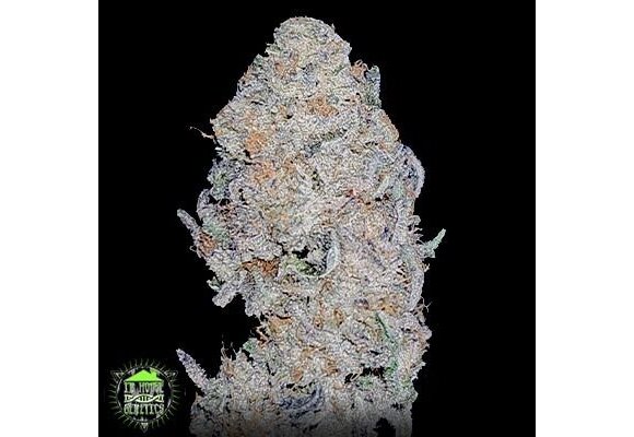 In-House Genetics Permanent Velvet 3pk