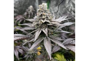 In-House Genetics Papapyafiya 3pk