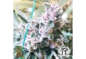 In-House Genetics Mango Madness 3pk