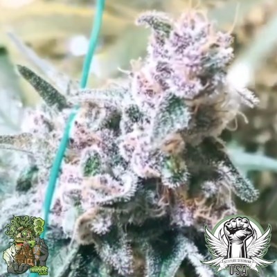 In-House Genetics Mango Madness 3pk