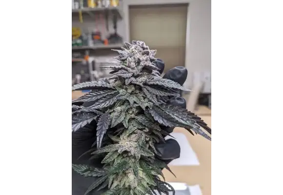 In-House Genetics Mac Stomper X PKB#5 3pk