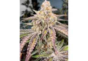 In-House Genetics Jelly Drip 3pk