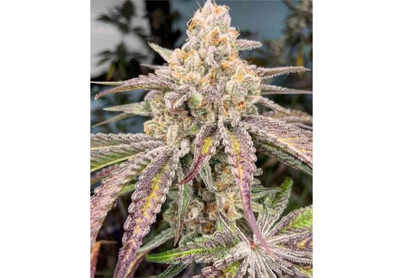 In-House Genetics Jelly Drip 3pk