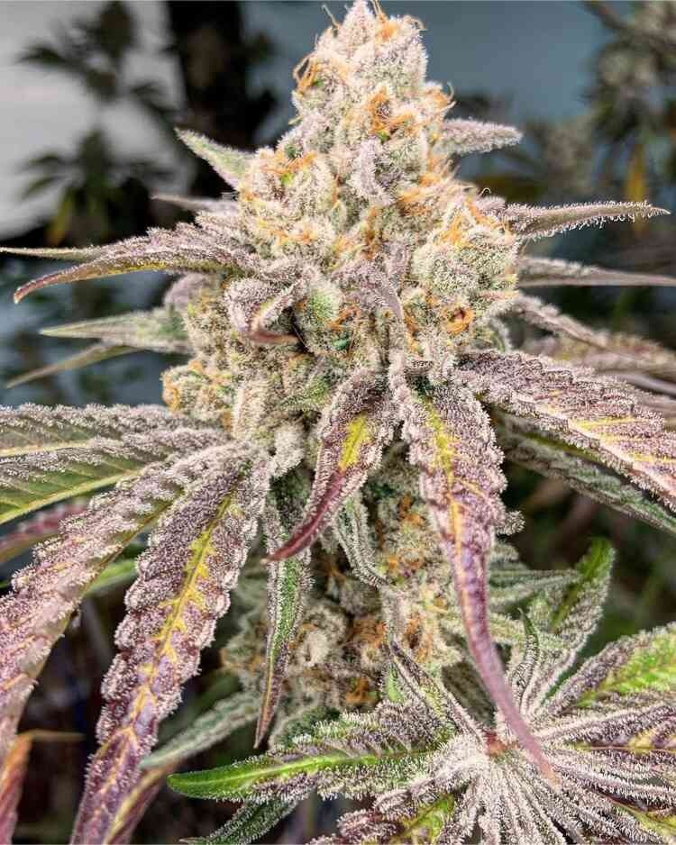 In-House Genetics Jelly Drip 3pk