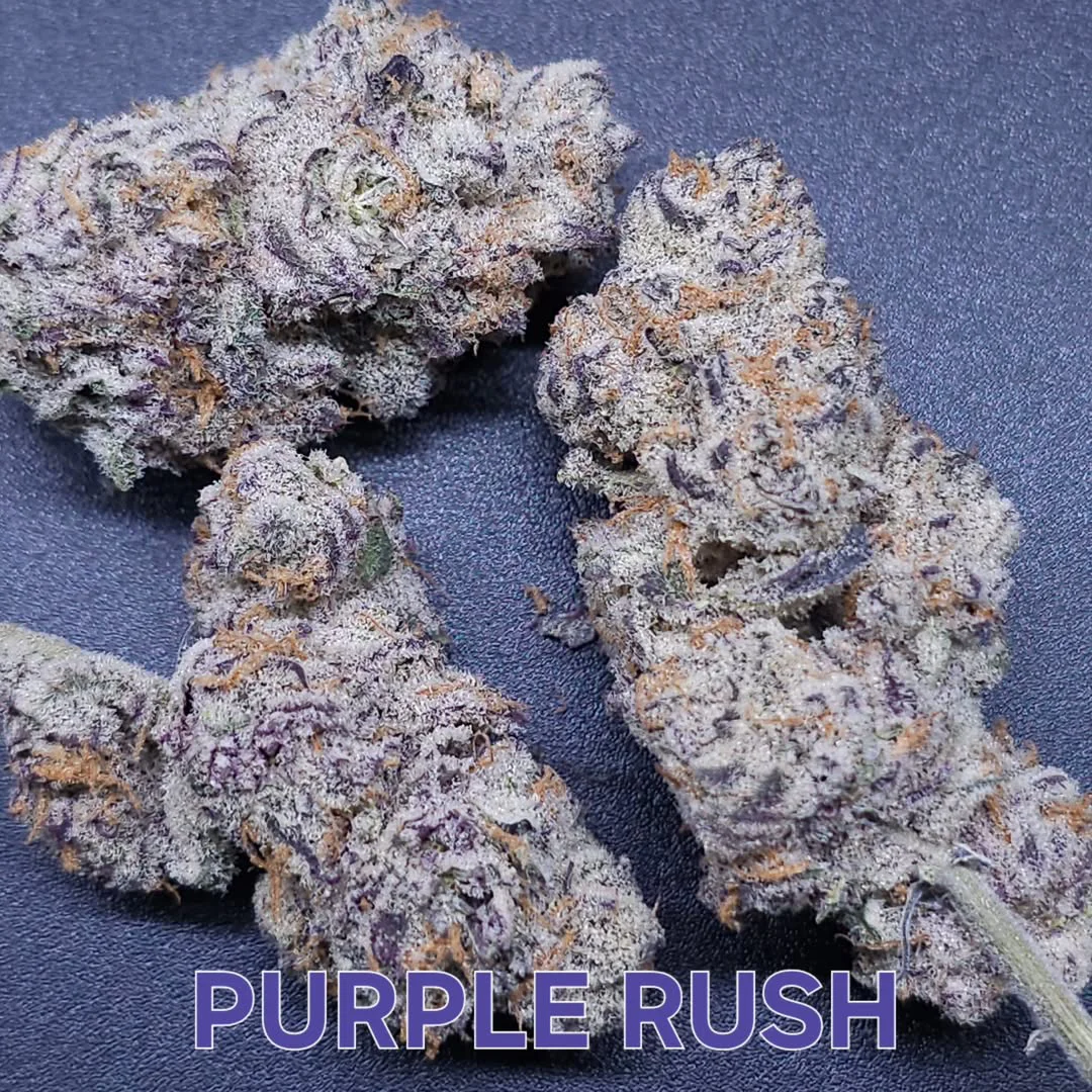 In-House Genetics Purple Rush 3pk