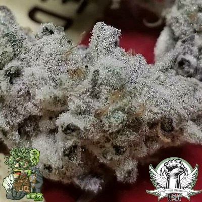 In-House Genetics Slurricane #7 X PKB #5 3pk