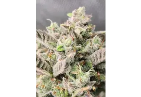 Night Owl Seeds Divinations