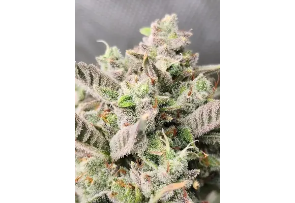 Night Owl Seeds Divinations