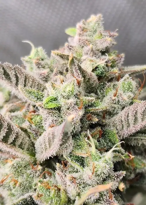 Night Owl Seeds Divinations