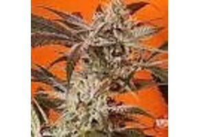 Night Owl Seeds Compton Qoolaid