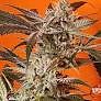 Night Owl Seeds Compton Qoolaid