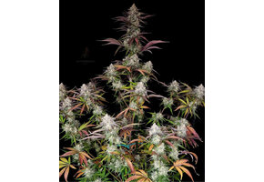 Night Owl Seeds CPT OG