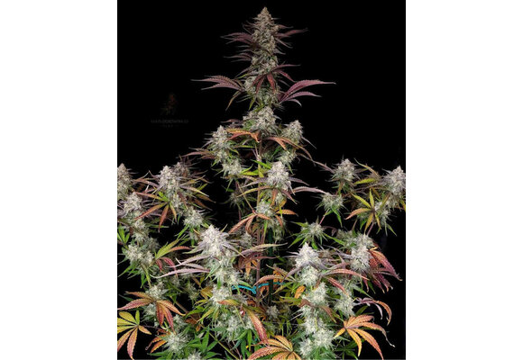 Night Owl Seeds CPT OG