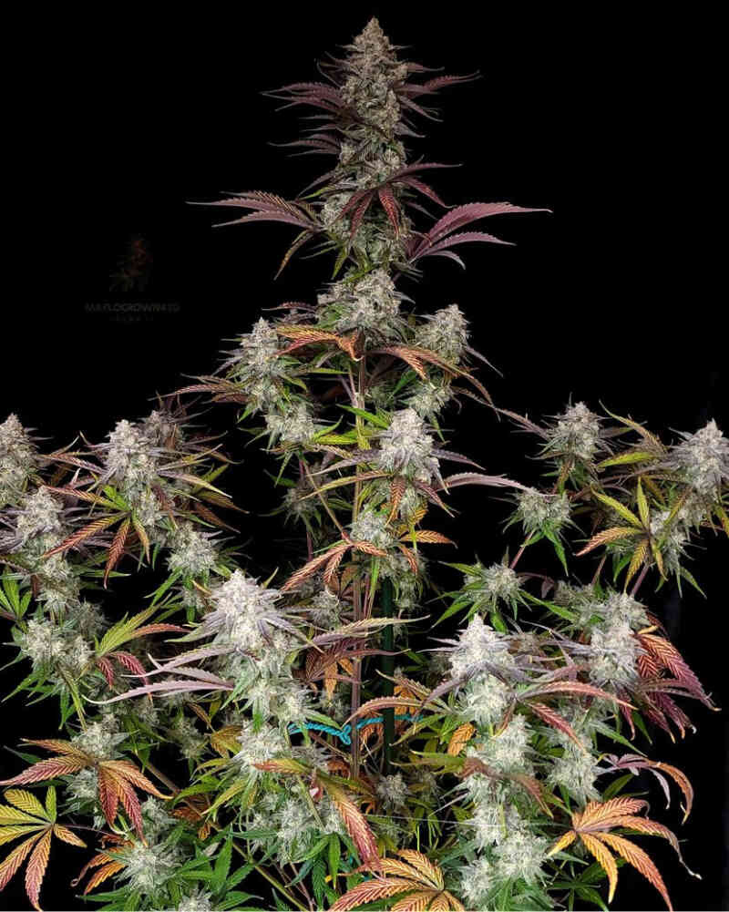 Night Owl Seeds CPT OG