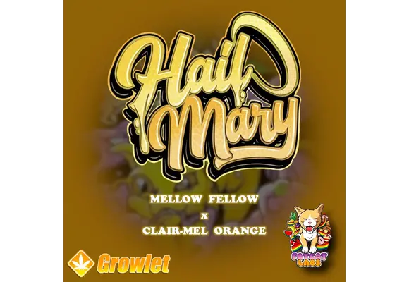 Fat Cat Labs Hail Mary