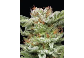 Humboldt Blueberry Muffin 5 pk