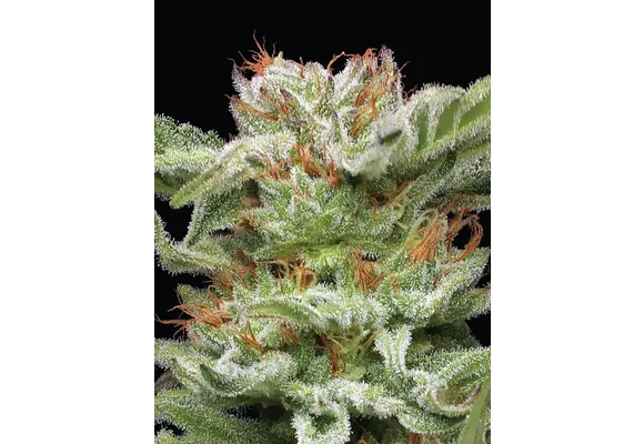 Humboldt Blueberry Muffin 5 pk