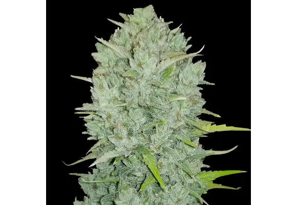 Fast Buds Northern Lights Auto 1pk