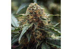 Night Owl Seeds Americhem Dream