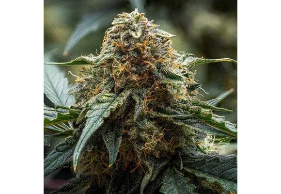 Night Owl Seeds Americhem Dream
