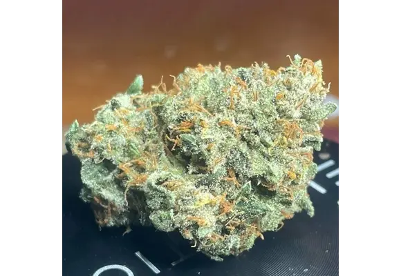 Night Owl Seeds Sirius Blue