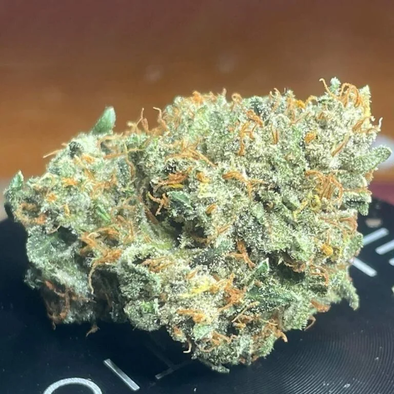 Night Owl Seeds Sirius Blue