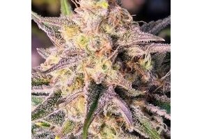 Night Owl Seeds Microverse Morsels V2
