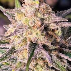 Night Owl Seeds Microverse Morsels V2