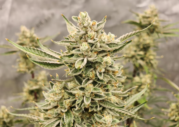 Night Owl Seeds Instant ClassiK