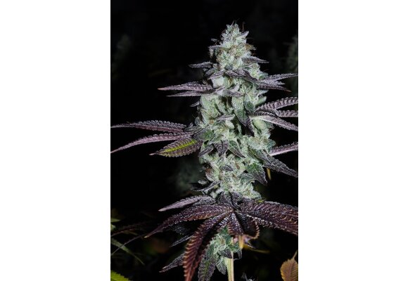 Fat Cat Labs Rainbow Ramune