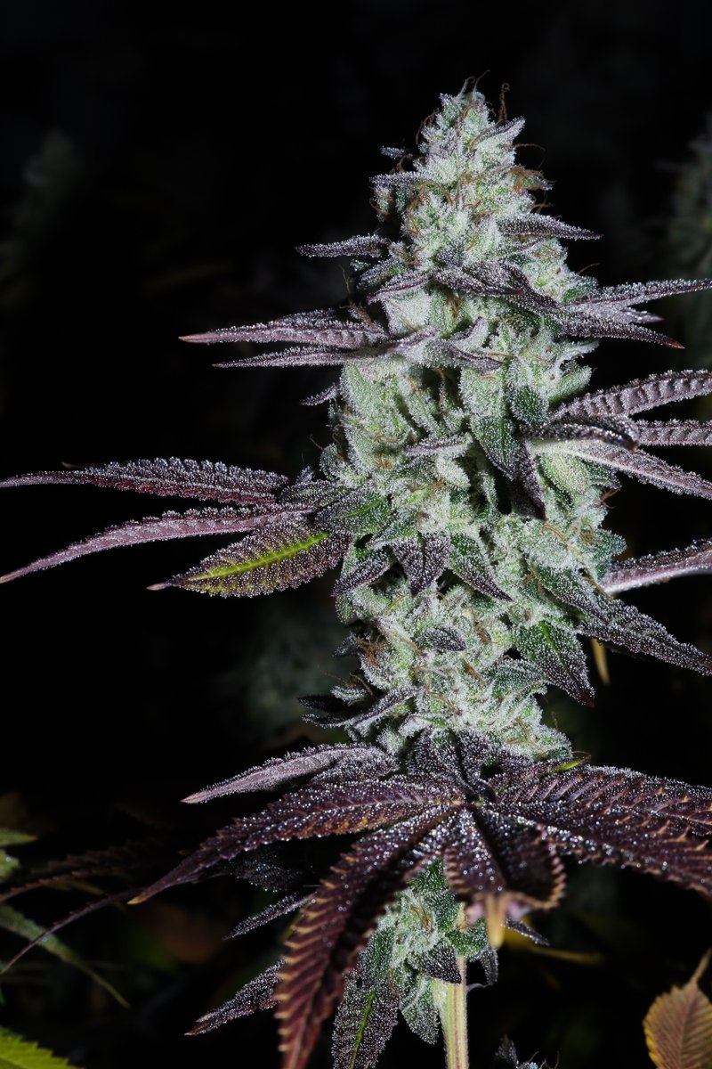 Fat Cat Labs Rainbow Ramune