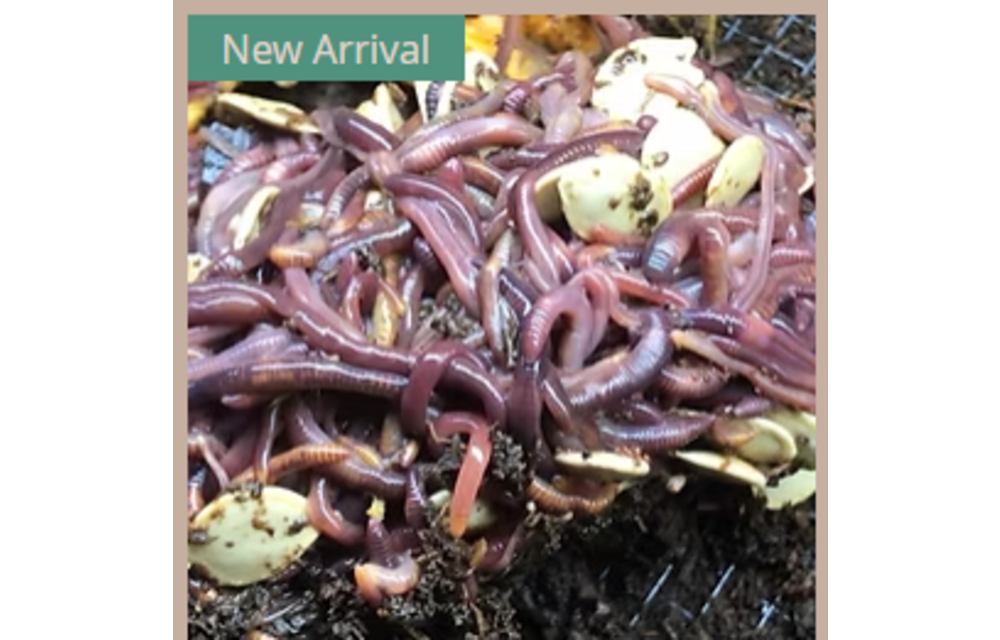 Northern Illinois worm farm 1lb of live worms