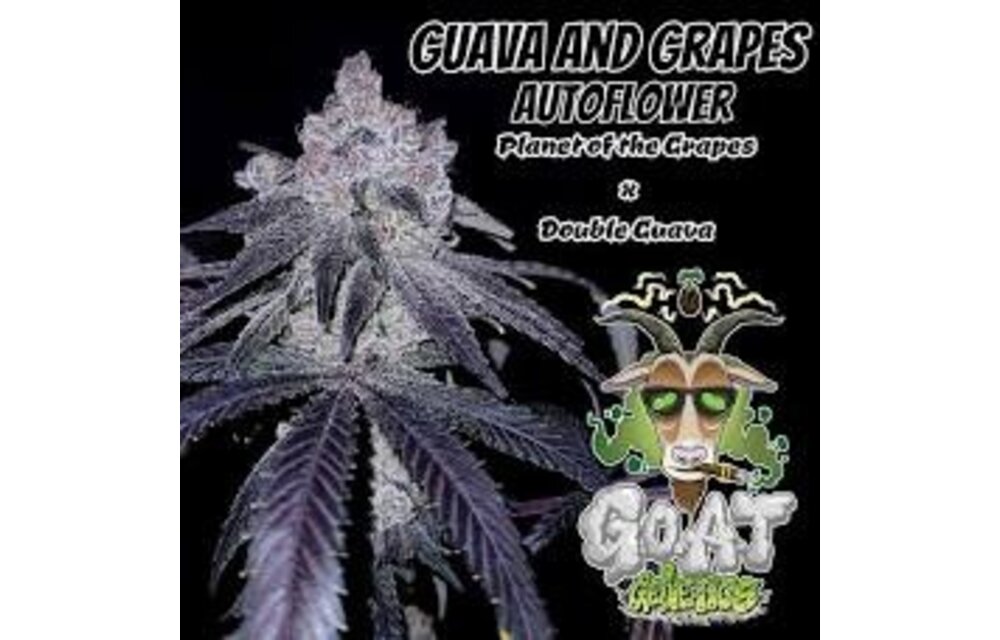 G.O.A.T guava and grapes Autoflower 5 pack