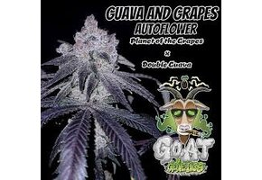 G.O.A.T guava and grapes Autoflower 5 pack