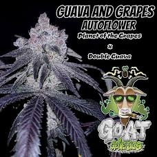 G.O.A.T guava and grapes Autoflower 5 pack