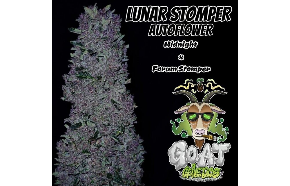 G.O.A.T lunar stomper Autoflower 5 pack