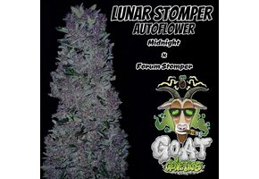 G.O.A.T lunar stomper Autoflower 5 pack