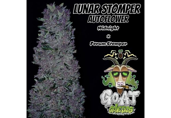 G.O.A.T lunar stomper Autoflower 5 pack