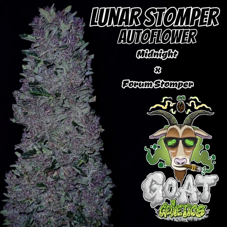 G.O.A.T lunar stomper Autoflower 5 pack