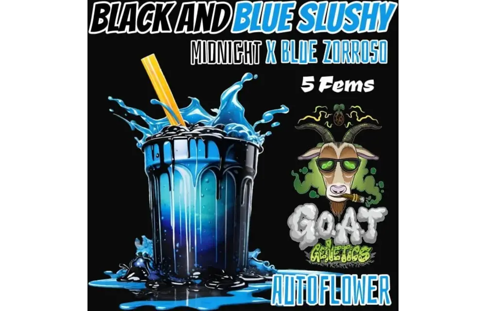 G.O.A.T black and blue slushy Autoflower 5 pack
