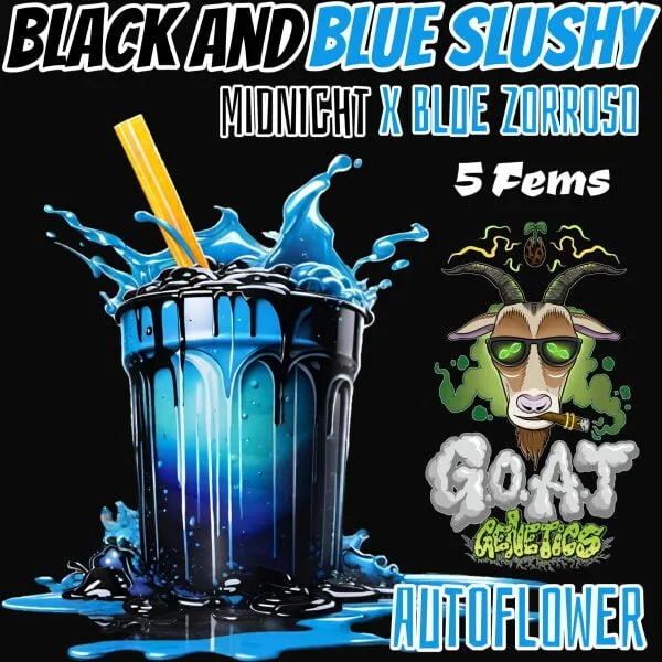G.O.A.T black and blue slushy Autoflower 5 pack